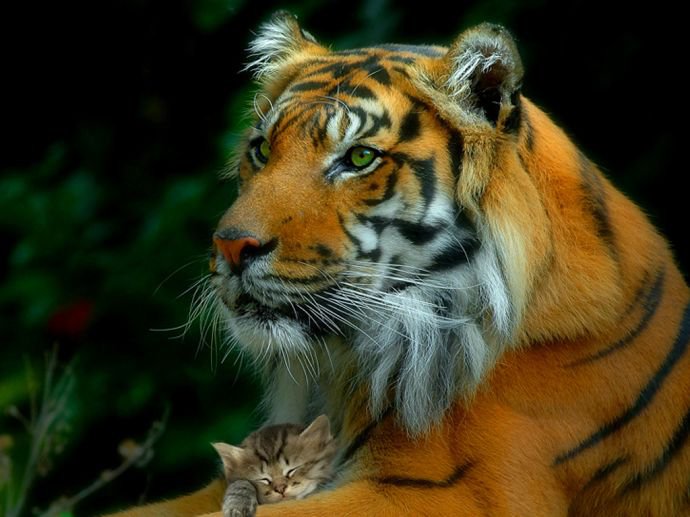 Нежность - забота - оригинал