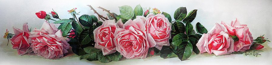 Розы Лонгре - оригинал