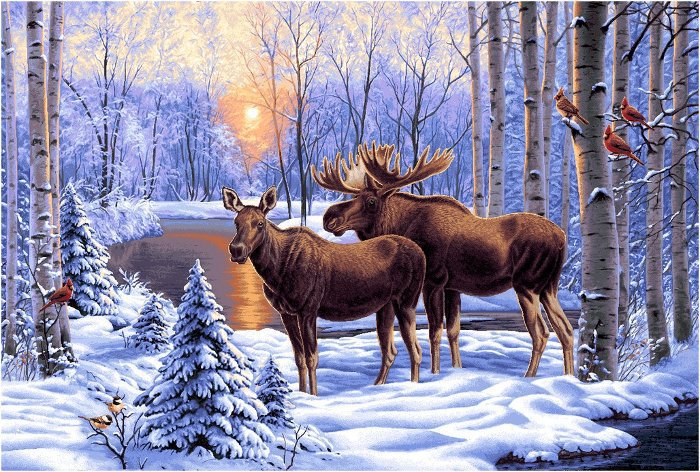 Пара. Зимняя заводь. - лоси, лось, пара, животные, зима, зимний пейзаж - оригинал