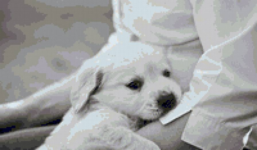 щеночек - щенок, собака, животные - предпросмотр