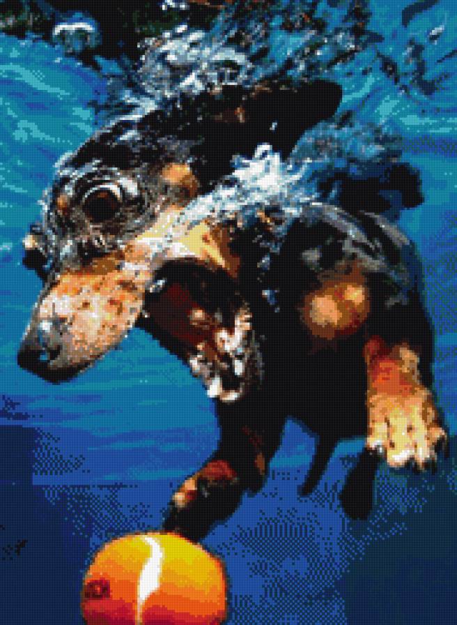 плавание - животные, пес, вода - предпросмотр