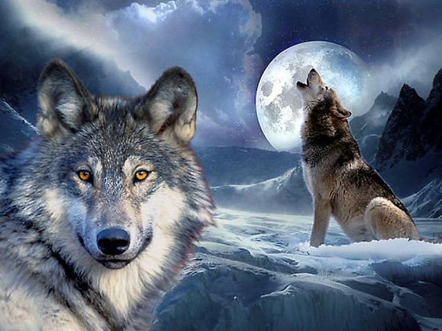 Волк - животные - оригинал