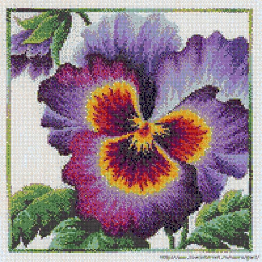 анютина глазка - предпросмотр