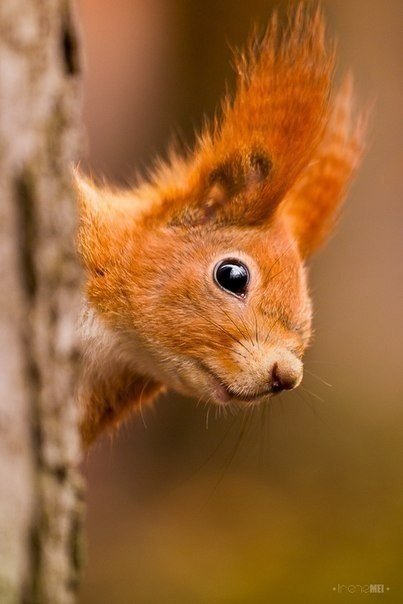 белочка - оригинал