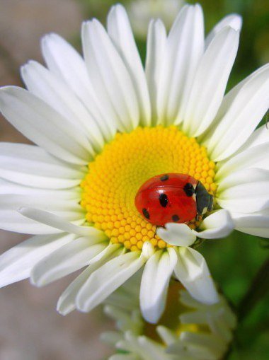 ромашка - оригинал