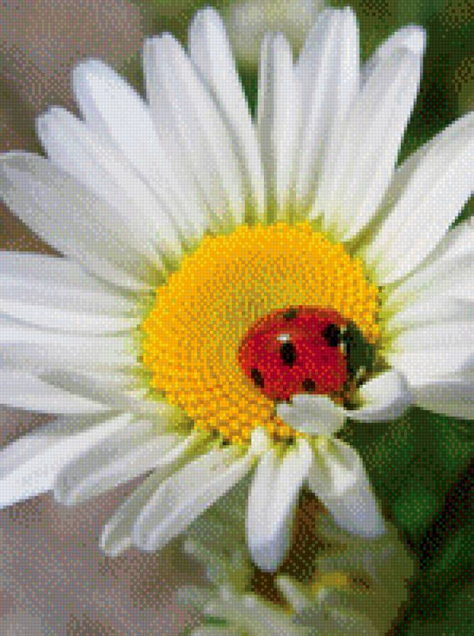 ромашка - предпросмотр