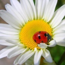 Схема вышивки «ромашка»