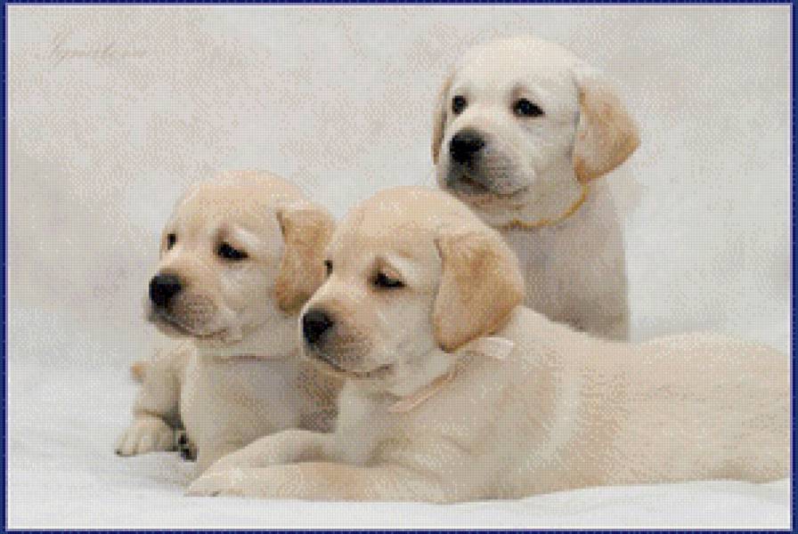 щенки лабрадора - щенки - предпросмотр