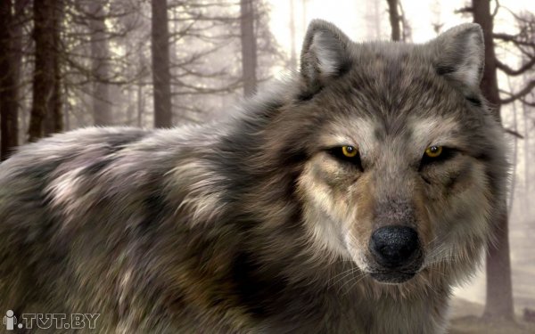 волки - волк, природа, животное - оригинал