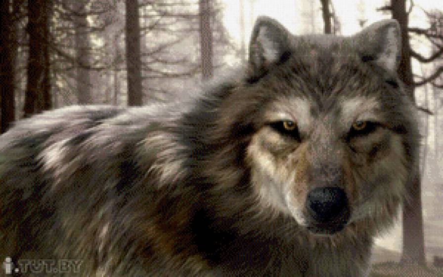 волки - природа, животное, волк - предпросмотр