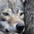 Предпросмотр схемы вышивки «волки» (№806456)
