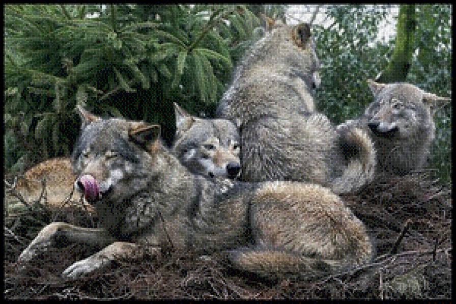 волки - волк, животное, природа - предпросмотр