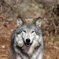 Схема вышивки «волки»