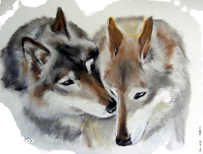 волки - животное, волк, природа - оригинал