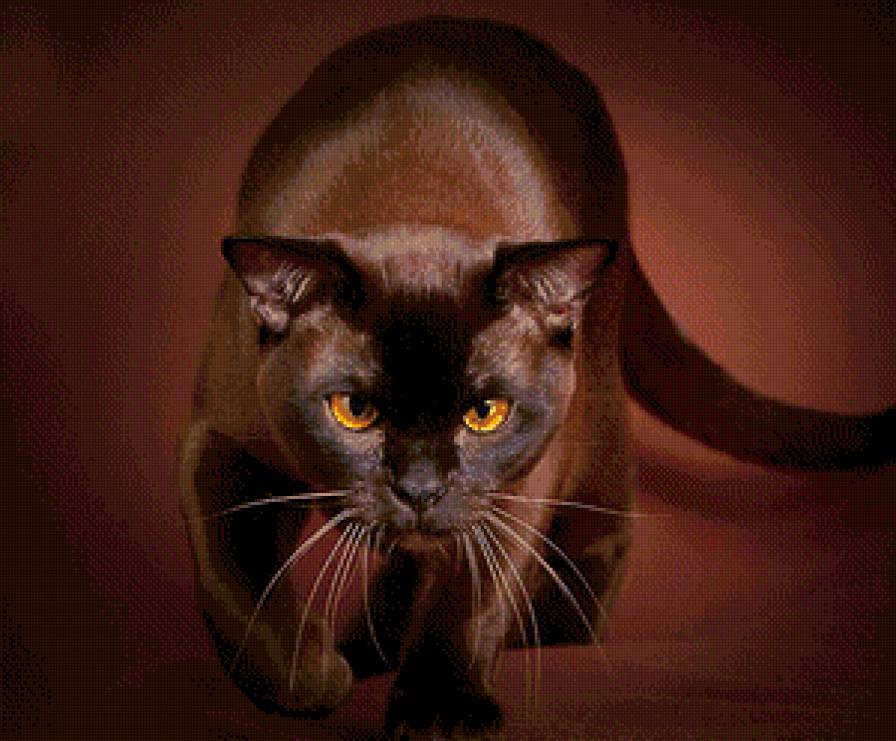 пантера - предпросмотр