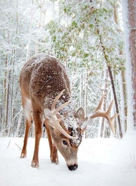 Лесной олень - олень, зима, лес, снег, животные - оригинал