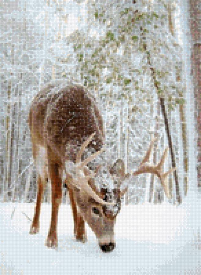Лесной олень - зима, снег, животные, лес, олень - предпросмотр