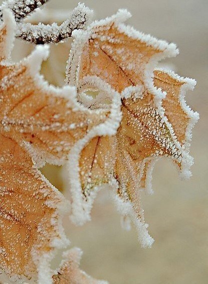 иней - листья, зима, иней - оригинал