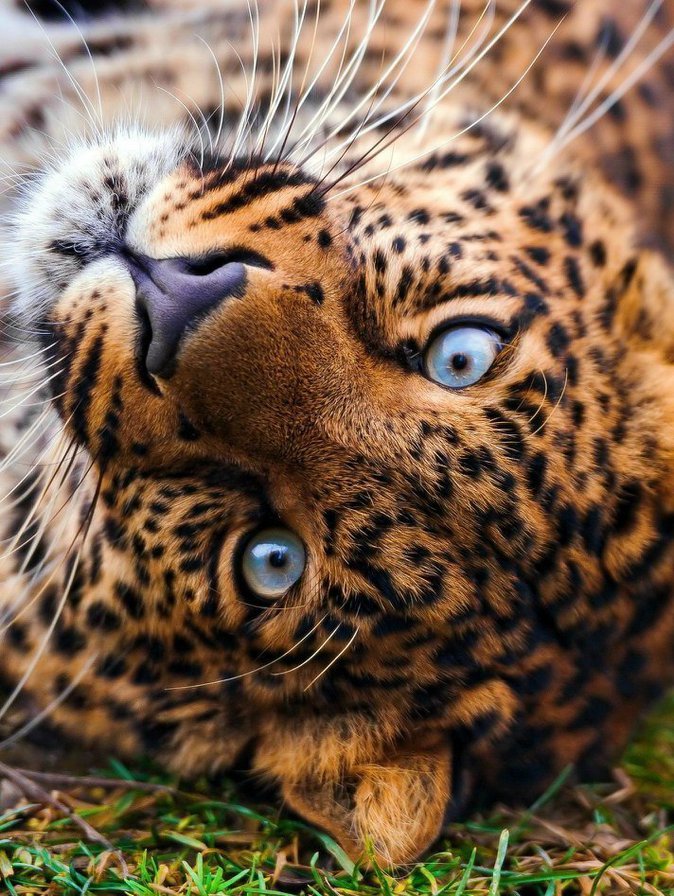 кошки - оригинал