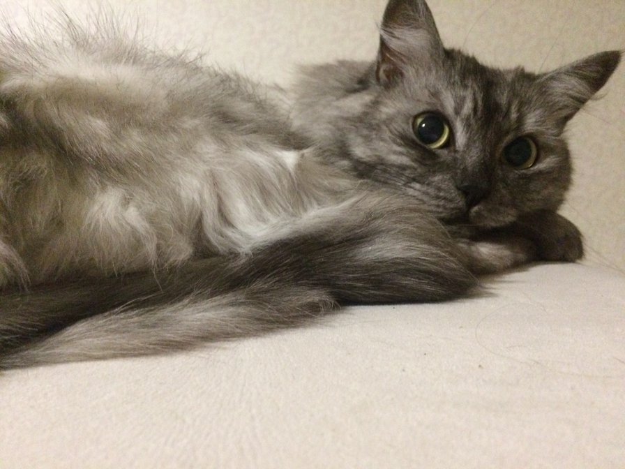 Киса Капелька - оригинал