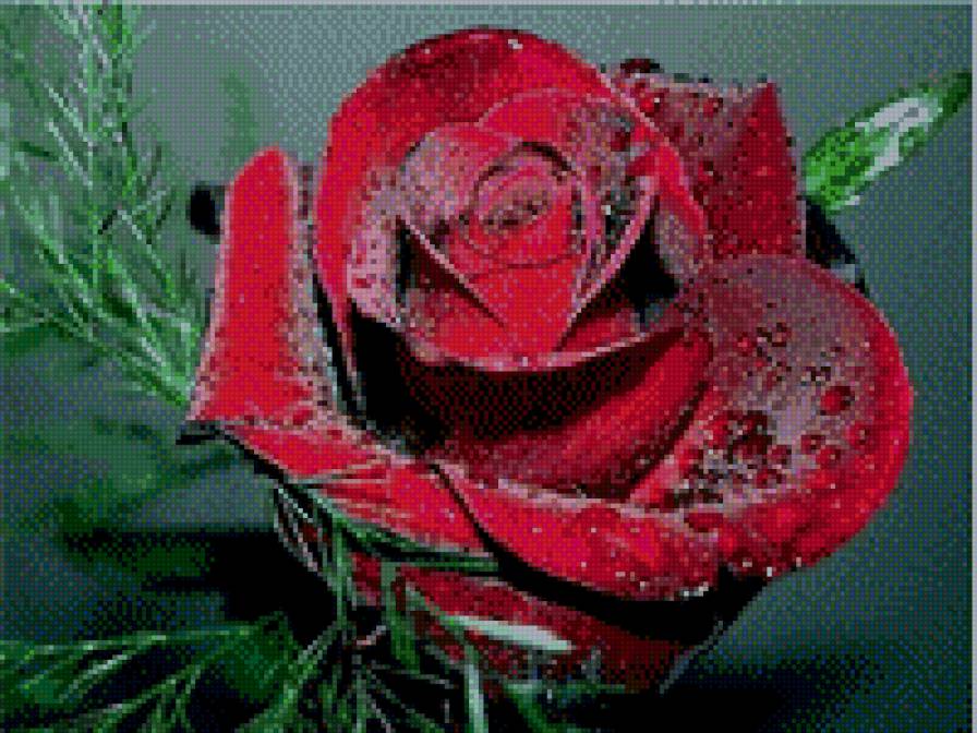 Роза - розы цветы - предпросмотр