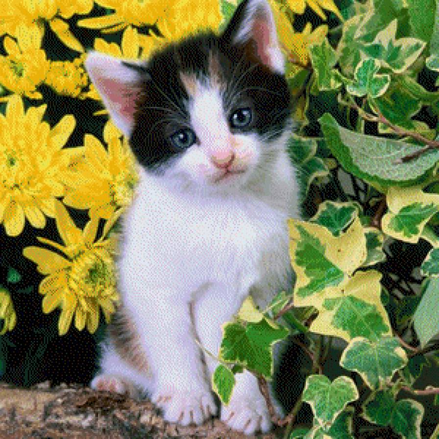 Котик - предпросмотр