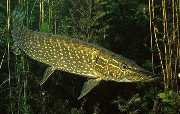 Рыбка - дно, щука, рыба, рыбалка - оригинал