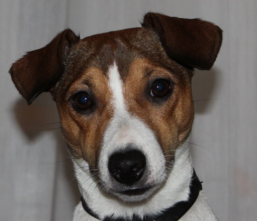 Чача - джек рассел - оригинал