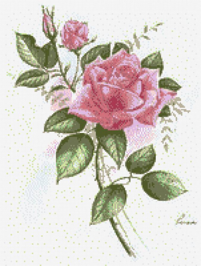 роза1 - роза - предпросмотр