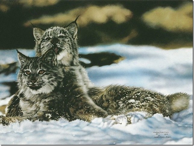 рыси - животное - оригинал