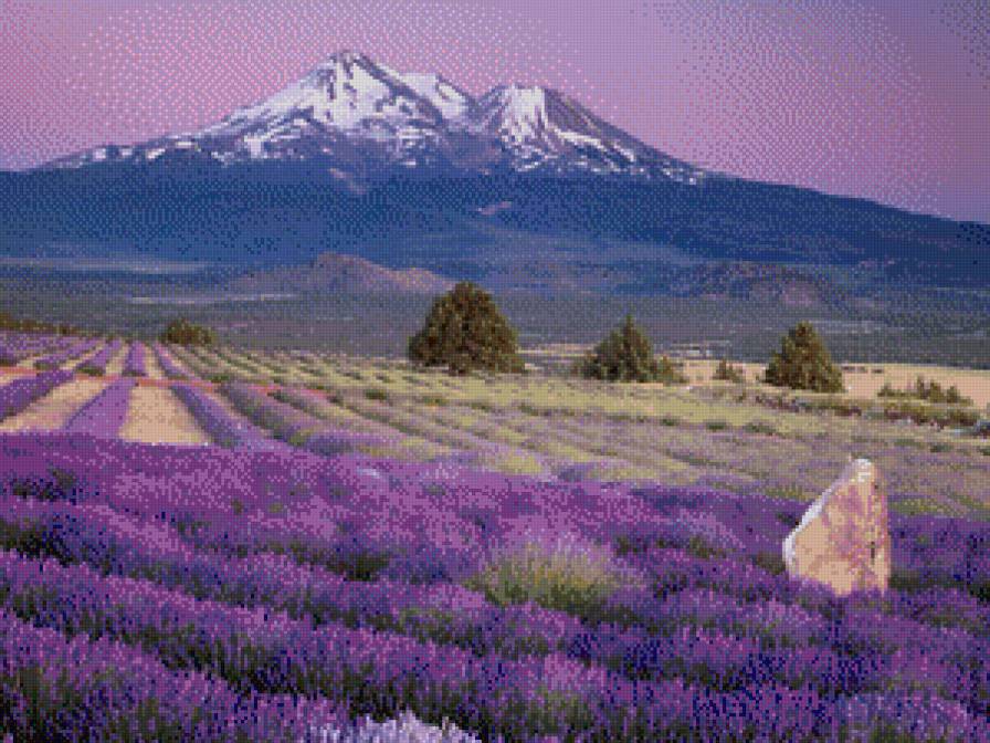 лаванда - предпросмотр