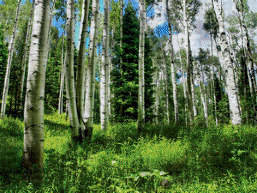 Березовая роща - деревья, картина, пейзаж, лето - предпросмотр