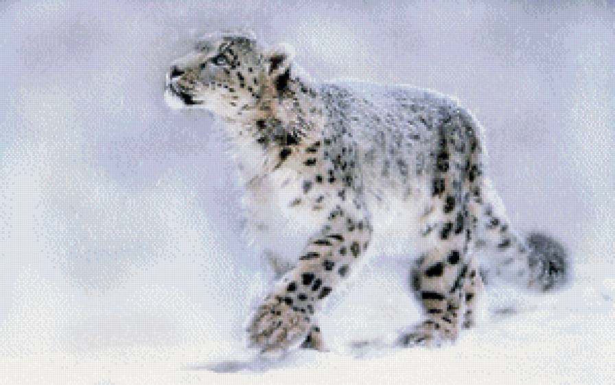 снежный барс - животное - предпросмотр