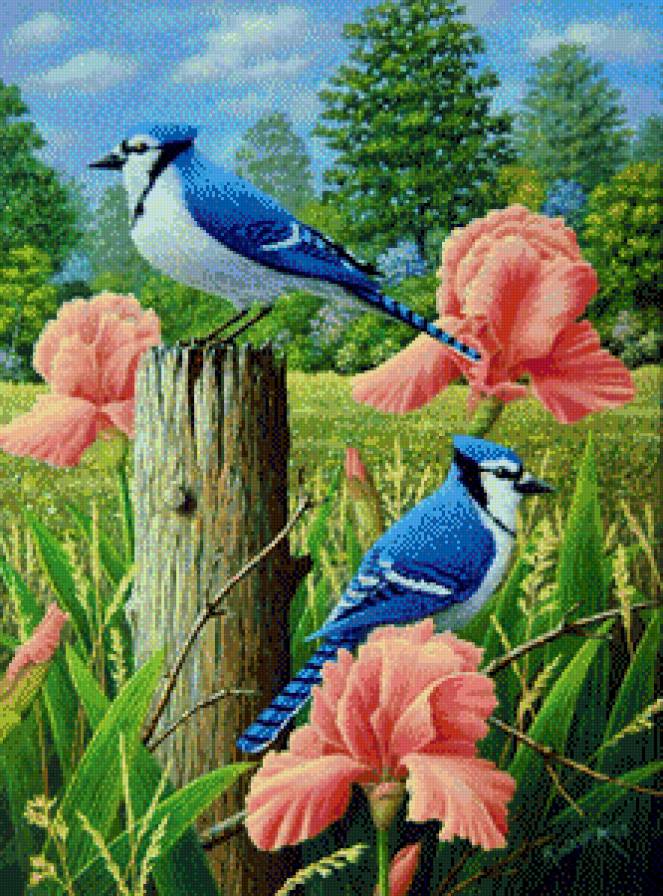 Bluejays and Iris - предпросмотр