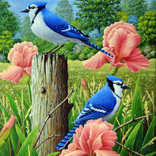 Bluejays and Iris