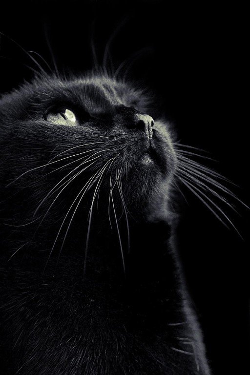 черный кот - оригинал