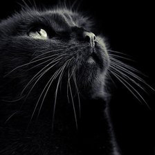 Оригинал схемы вышивки «черный кот» (№809125)