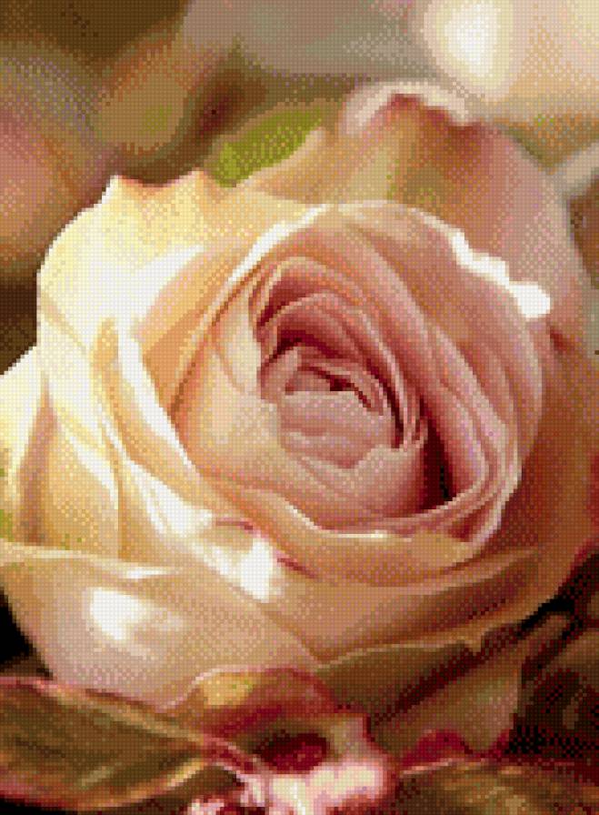 №809140 - розы, цветы - предпросмотр