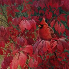 cardinal en arbol de hojas rojas