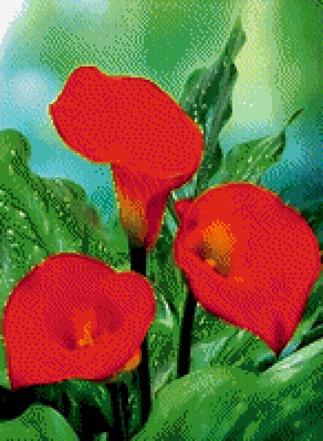 Красные Каллы - цветы - предпросмотр