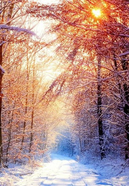 Зимний лес - зима, лес - оригинал