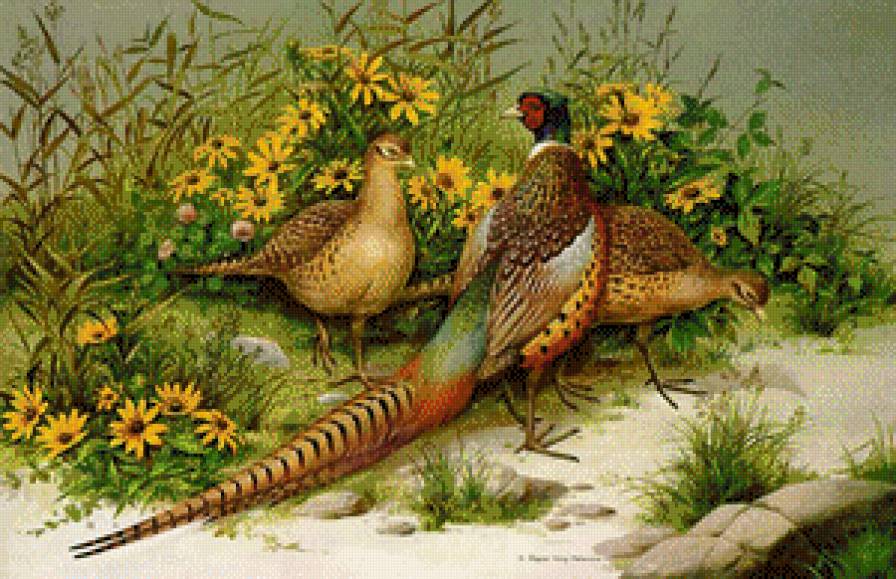 faisanes - предпросмотр