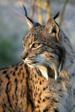 рысь - оригинал