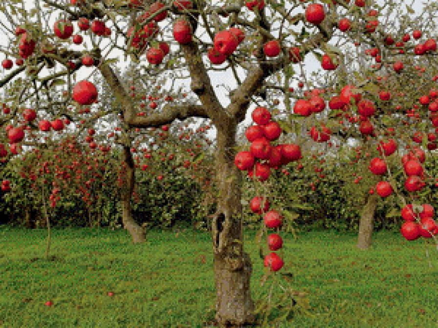 яблоки - пейзаж - предпросмотр