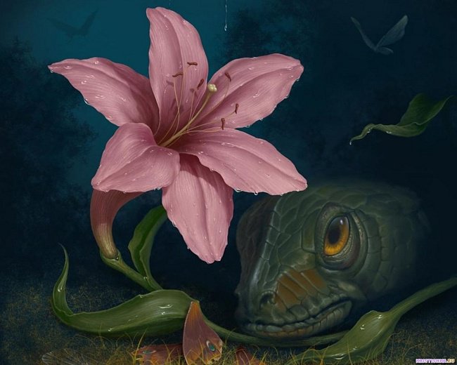 лилия - цветы - оригинал