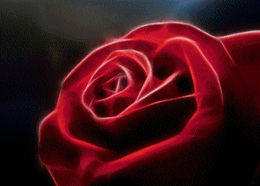 роза - цветок, роза, розы, цветы - предпросмотр