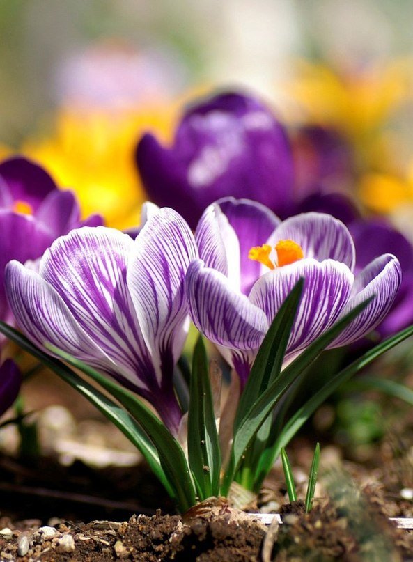 Крокусы - цветы - оригинал