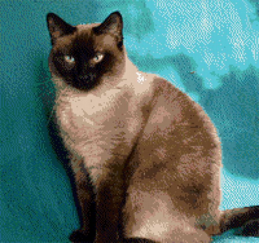 сиамская кошка - кот - предпросмотр