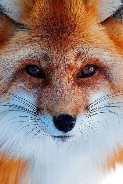 №810527 - животные, звери, лиса - оригинал