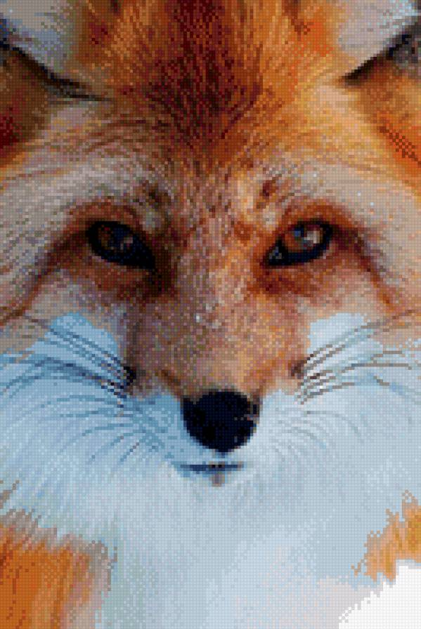 №810527 - лиса, животные, звери - предпросмотр